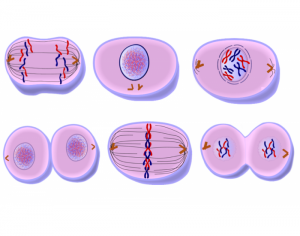 mitosis1